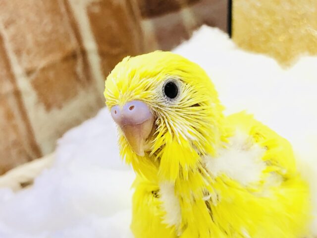 ぱっと明るく！！きらめくレモンカラー　セキセイインコ