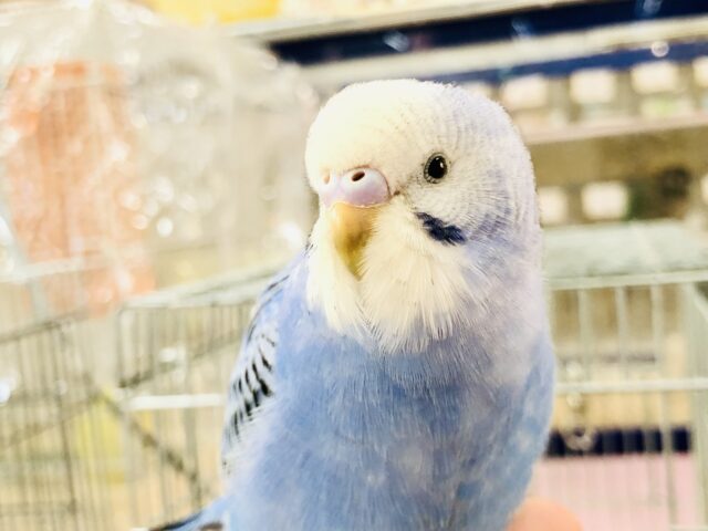 【最新画像更新☆☆】どお？？いいカラーでしょ？？　セキセイインコ