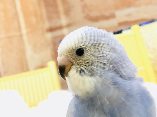 誰よりも早くご飯をちょうだい～！！　セキセイインコ
