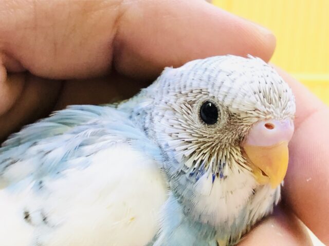 個性が美しいカラー(*^^)v　セキセイインコ