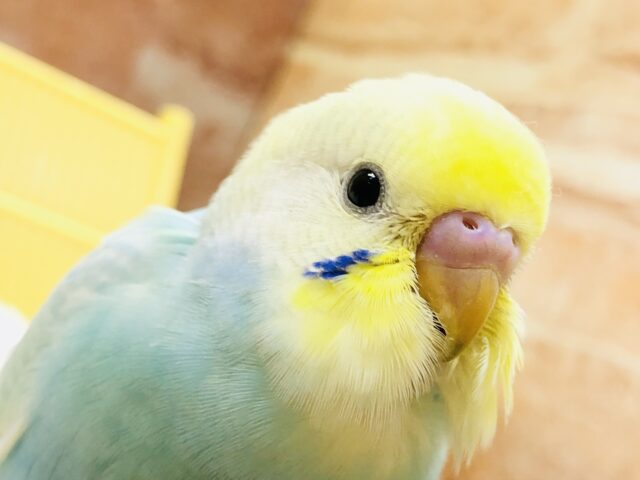 ぱっと優しいカラーが登場！！　セキセイインコ