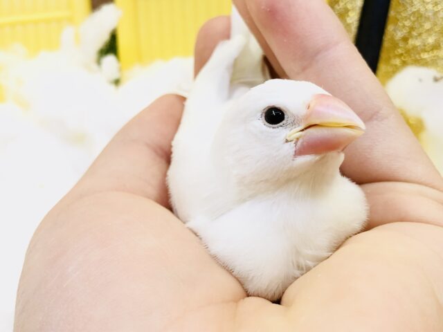 【最新画像更新☆☆】まっ白な体にピュアなハート？？　白文鳥