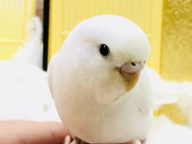 【最新画像更新☆☆】まっ白ボディにくりくりおめめ👀　セキセイインコ