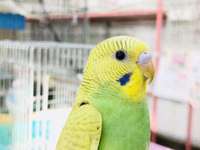 【最新画像更新☆☆】ライムグリーンカラー入舎！！　セキセイインコ