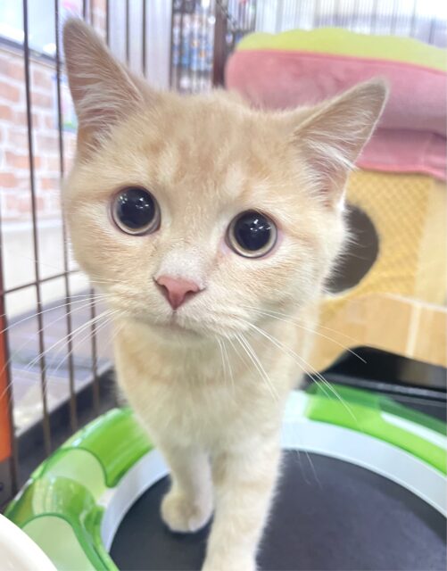 ✨️最新画像✨️💕 甘えん坊くん💕マンチカン(クリームタビー) 男の子‪☆ 2023年11月5日生まれ