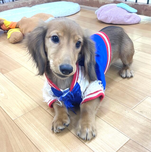 🎶最新画像♬お腹丸出しくん😂ミニチュアダックス(レッド) 男の子☆ 2023年10月28日生まれ！