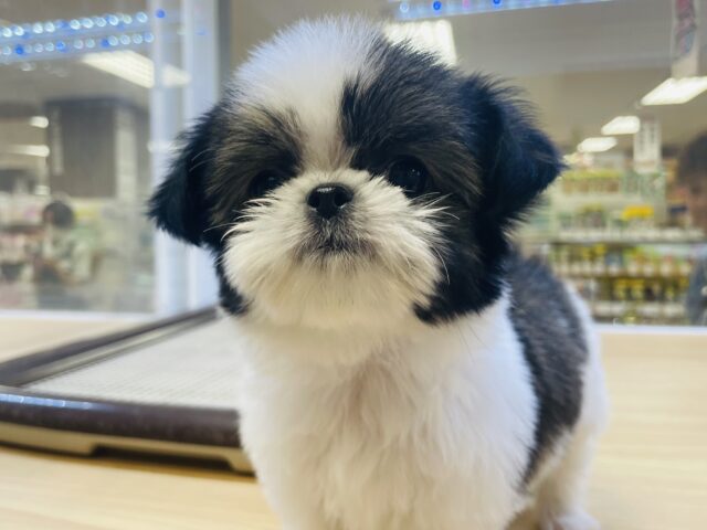 ちっちゃな甘えん坊❤️チワワとシーズーのミックスちゃん❣️