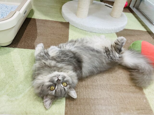 一目惚れ間違いなし！可愛すぎるマンチカンちゃん❤️