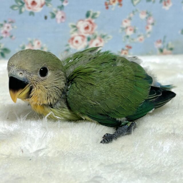 コザクラインコ オレンジフェイス ( 🍊･θ･)ノ‪🧡‬‪