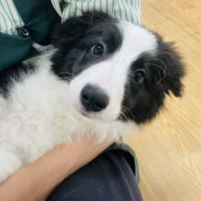 超ホヤホヤ最新画像✨️激カワビックベイビー❣️会ったら一目惚れ間違いなし❗️ボーダーコリーの女の子❗️