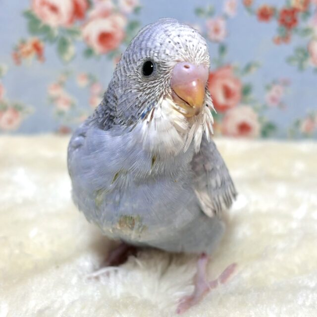 セキセイインコ  モーブスパングル  💐💜∗*ﾟ