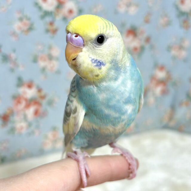 セキセイインコ  パステルレインボーパイド   手乗りちゃん🌈🫧*＊.‪