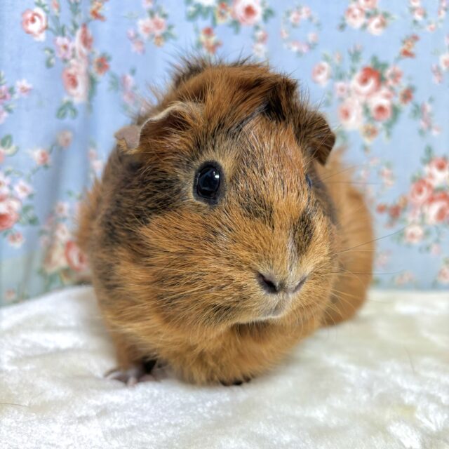 アビシニアンモルモット　女の子　茶×黒  🌰🖤❁。.*･ﾟ