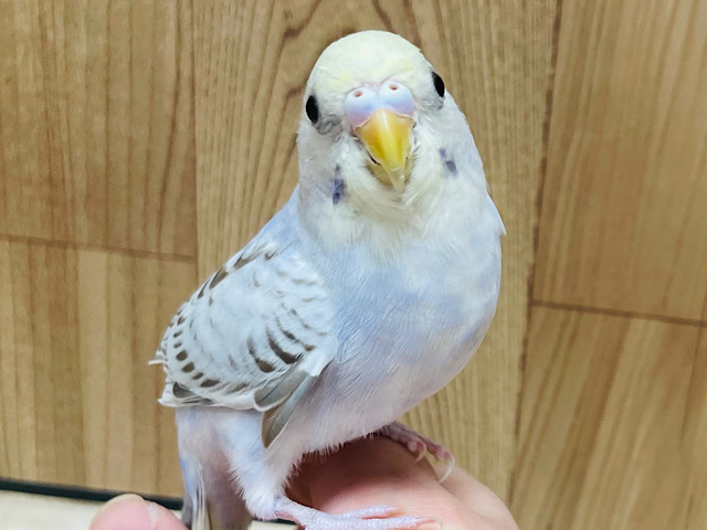 【最新画像更新🪄ひとり餌になりました！】一目惚れしちゃいます♡セキセイインコ(イエローフェイスシナモンオパーリン) ヒナ