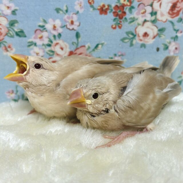 シナモン文鳥  2羽  ‪🧡💛‬‪〜❁