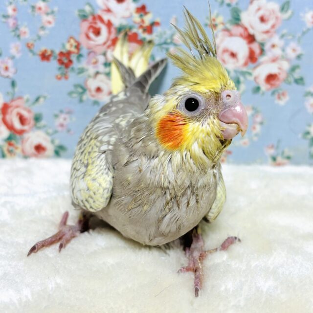 オカメインコ  シナモンパール  🤎✨.ﾟ･*