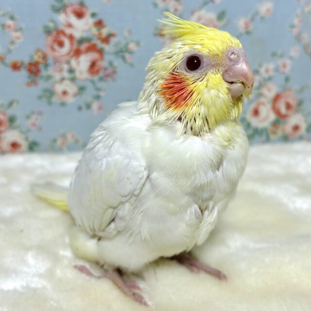 オカメインコ  ルチノー  🐥☀️.ﾟ･*
