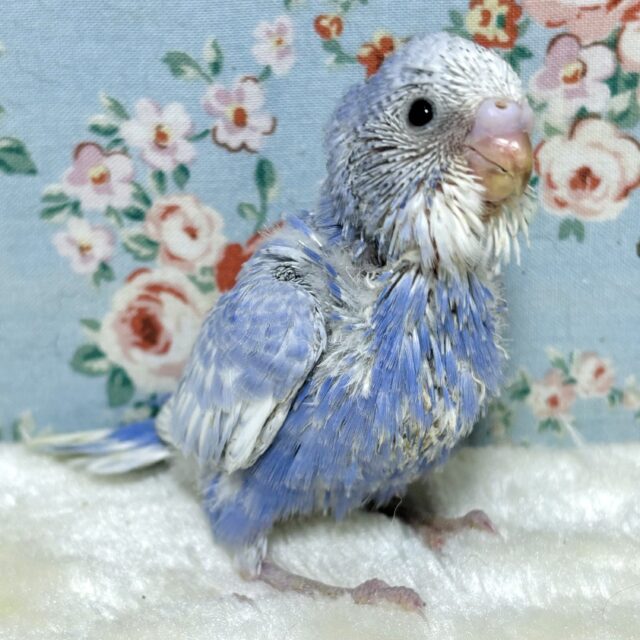 セキセイインコ バイオレットセルフスパングル 💐💜‪‪.*･ﾟ