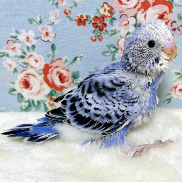 セキセイインコ バイオレットオパーリン 💜✿𓈒𓏸