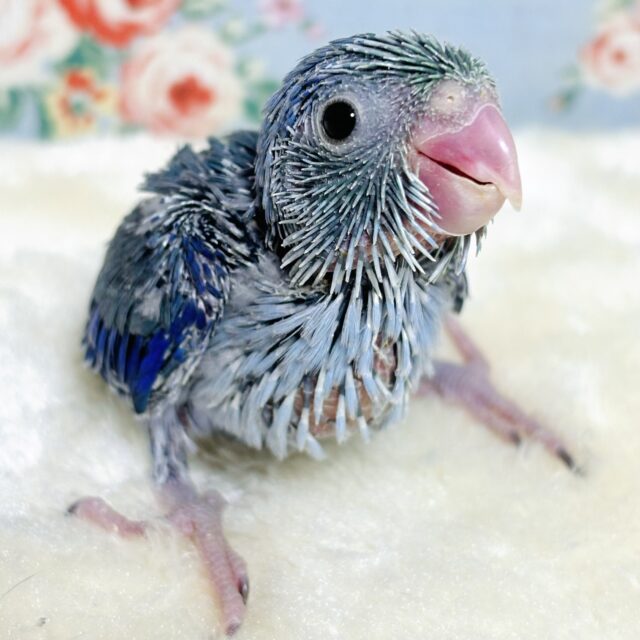 マメルリハ  ターコイズコバルトバイオレット  男の子  🦋💙💜