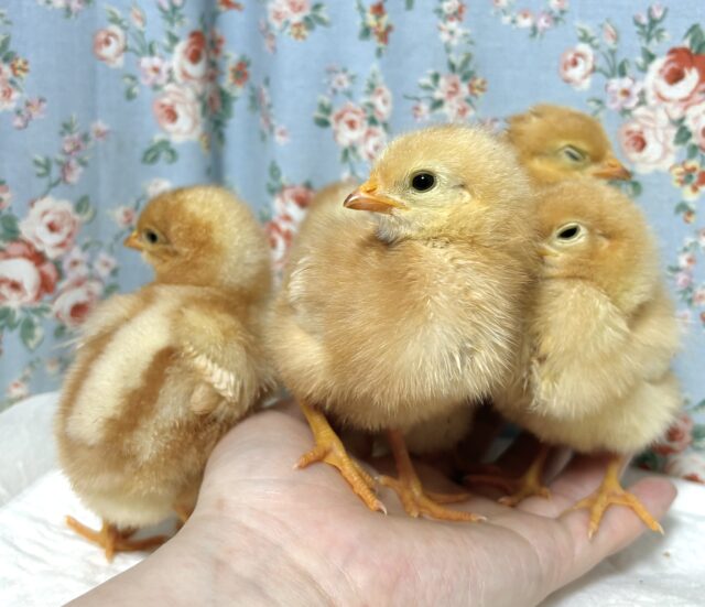 ボリスブラウン  ヒヨコ 入舎🐥🤎
