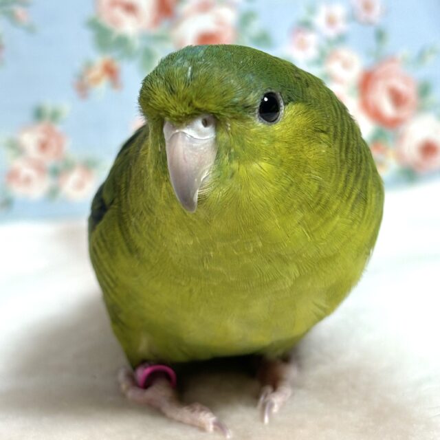 サザナミインコ ノーマルグリーン 💚🍏🍀