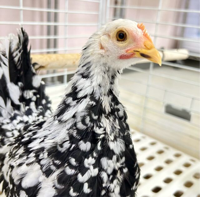 白黒🤍🖤ゴイシチャボ 2023年12月生まれ