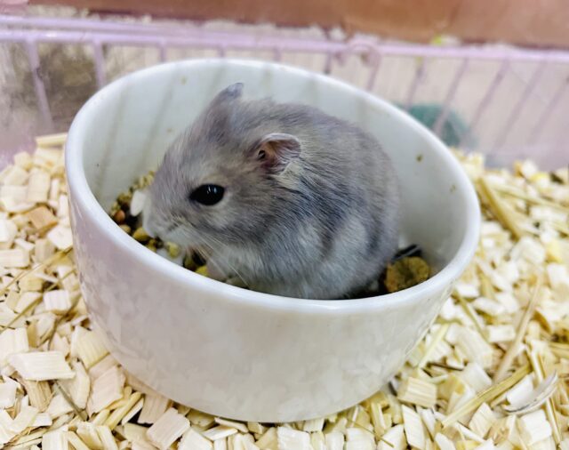 そうそうそう→❤️‍🔥→❤️‍🔥→こっちも！かわいいでしょ！🎀　サファイアブルーハムスター　女の子