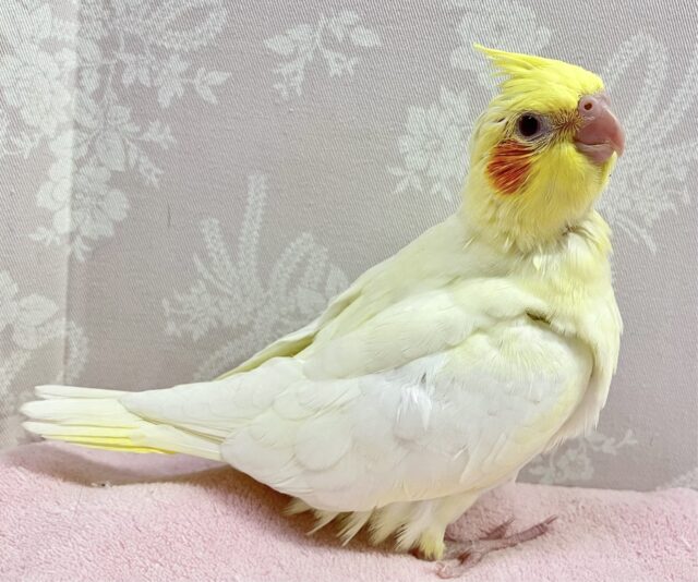 ✨最新画像✨️無邪気な姿たまらんね〜！💪🏻✨ オカメインコ(ルチノー2024年2月生まれ)