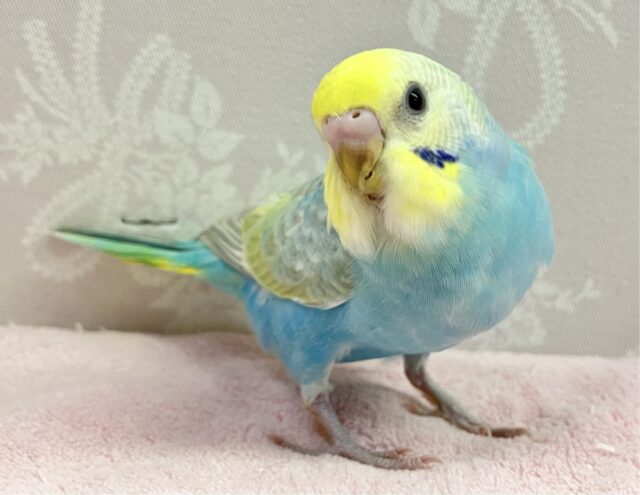 ✨️最新画像✨️可愛らしい羽色💘🌈セキセイインコ(パステルレインボー)2024年2月生まれ