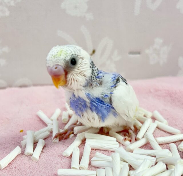 いい色🩵セキセイインコ(パイド) 2024年1月生まれ