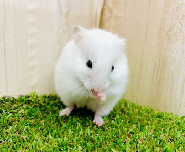 身だしなみはしっかりと整えてからだよねっ🎵🎵🎵　カラーハムスター　ホワイト　女の子