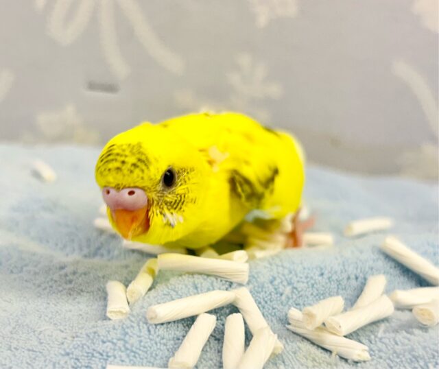 元気いっぱい💕 セキセイインコ(ハルクイン) 2024年1月生まれ