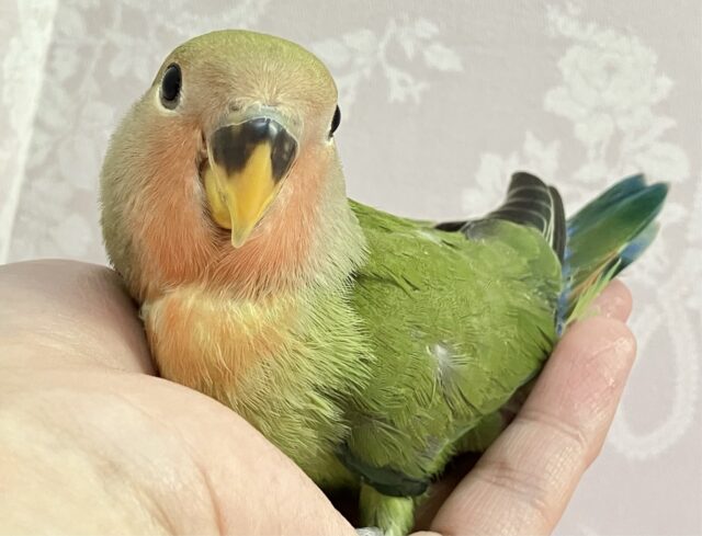 ✨️最新画像✨️ぺっとり系コザ🫶 ノンストップ好奇心っ！😚コザクラインコ ノーマル(2024年1月生まれ)