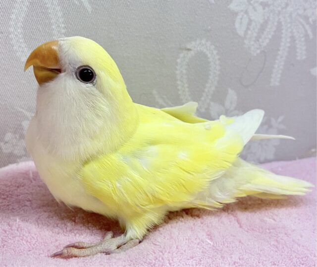 ✨️最新画像✨️カメラマンさんこっちよー！🥰 バツグンなアピール力💕コザクラインコ クリーム (2024年1月生まれ)