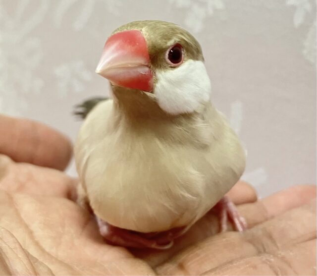 ✨️最新画像✨️ホットミルクティーいかが〜🫖🫶🏻𓈒𓏸︎︎︎︎ シナモン文鳥(2023年11月生まれ)