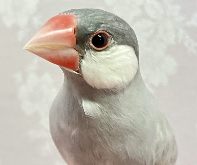 ✨️最新画像✨濃いアタマかっこいー！😎シルバー文鳥 2023年11月生まれ