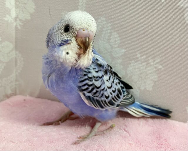 ❣️最新画像❣️かっこいい羽✨セキセイインコ (オパーリン) 2024年1月生まれ