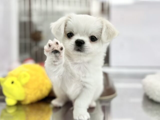 3/15最新📷きゃわいい♡ペキチーくん🤍2023年12月24日生まれ　男の子