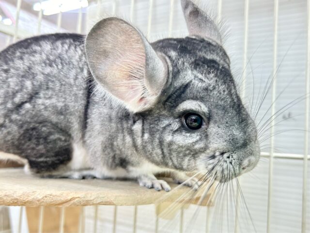 いっぱい走るぞ🏃‍♂️チンチラ(グレー) 女の子 2023年12月生まれ