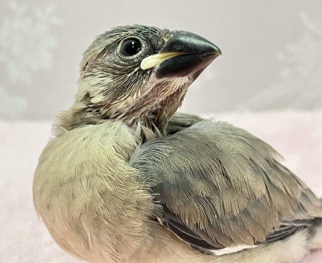 ✨最新画像✨オネダリ上手で元気なグレー担当🩶 桜文鳥(2024年2月生まれ)