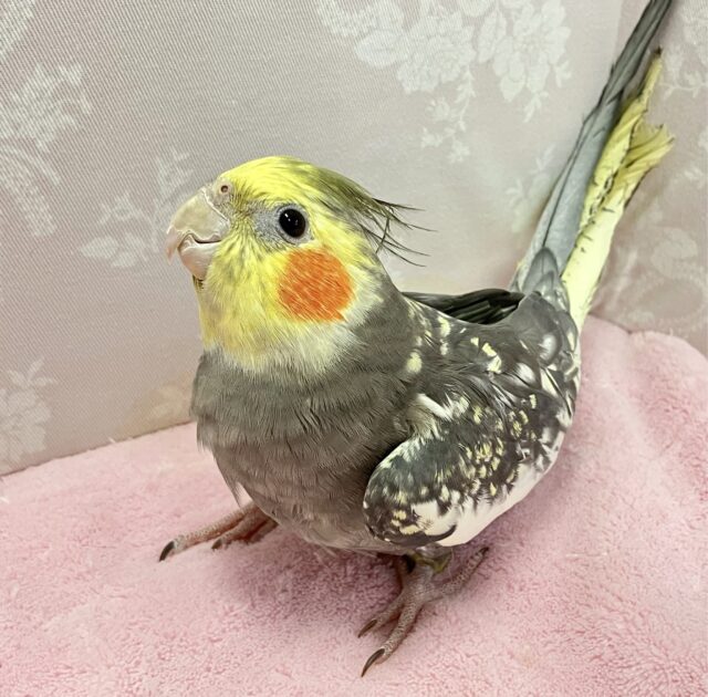 ✨️最新画像✨パール模様がステキ💛オカメインコ (パール)2023年10月生まれ