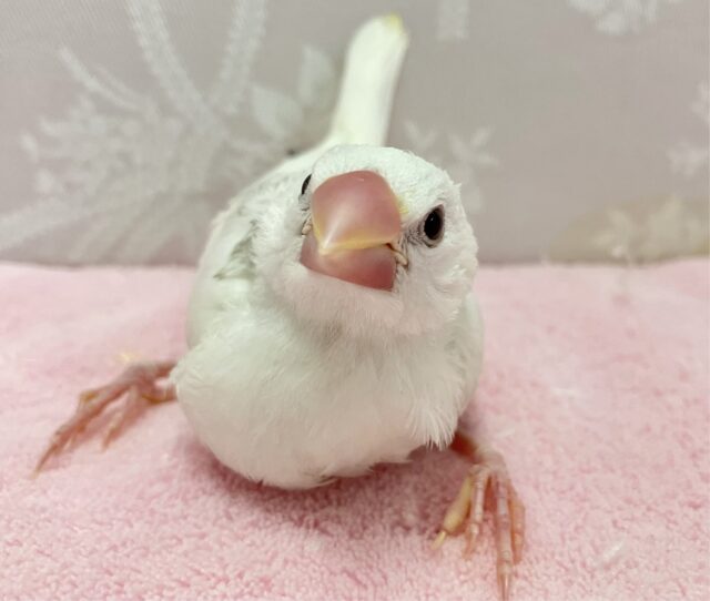 ✨最新画像✨小さくたって元気に猛アピールするんだい！！💪🏻✨白文鳥(2024年2月生まれ)