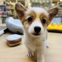 アピールが止まらない‼️とってもかまちょなコーギー君‼️