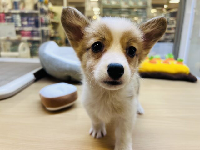 アピールが止まらない‼️とってもかまちょなコーギー君‼️