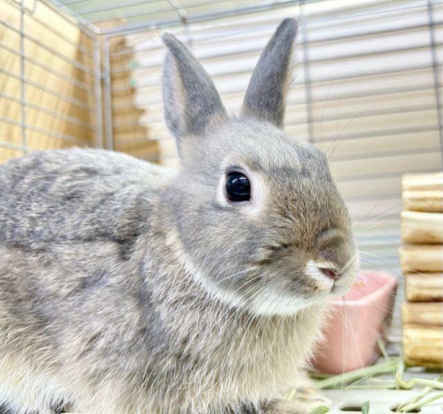 撫でて撫でて〜🩶ネザーランドドワーフ(グレー) 男の子 2023年11月生まれ