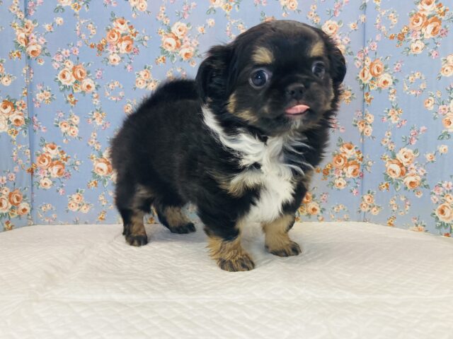 かわいすぎてニヤけちゃう(*´﹃`*)激かわmix犬❤︎ペキチーくん🐶❤︎