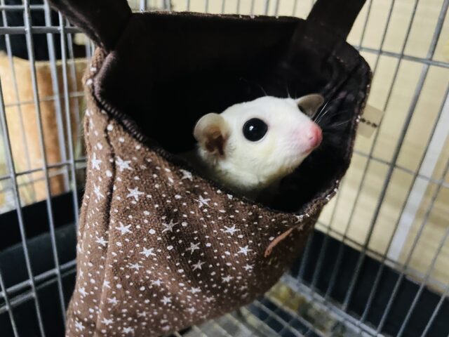 最新画像になりますよ☆つやつやマシュマロみたいなモモンガちゃん🤍　フクロモモンガ　リューシスティック　女の子