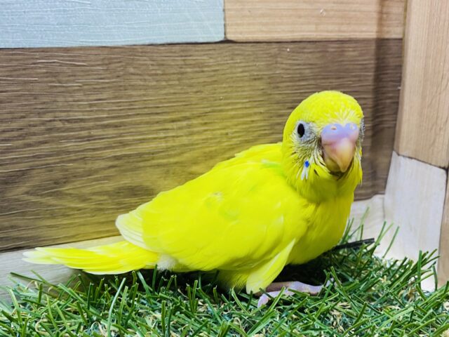 パキッと濃いイエローにグリーンが映えます✨セキセイインコ（パイド）