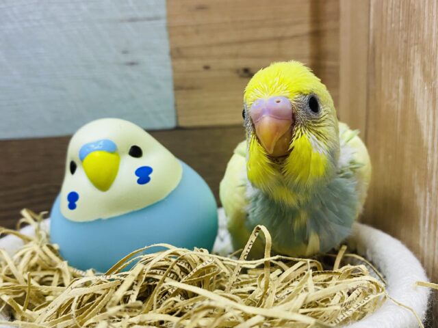透明感がありますよ〜✨目を惹く美しさのセキセイインコ（パステルカラーレインボーパイド）🌈